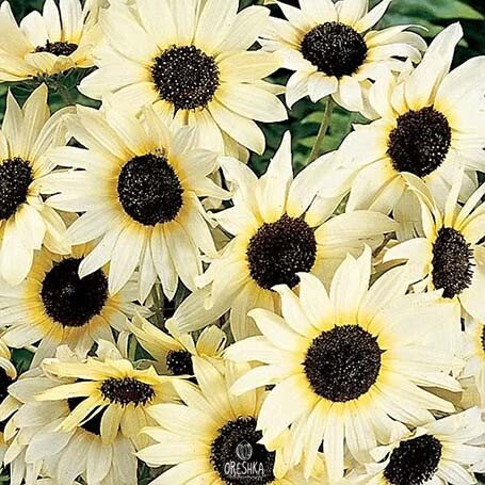Sunflower decorative Ice cream 20 PCS fresh seeds Helianthus Etsy