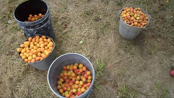 The most frost-resistant apricot in the world Manchurian apricot 5 seeds.