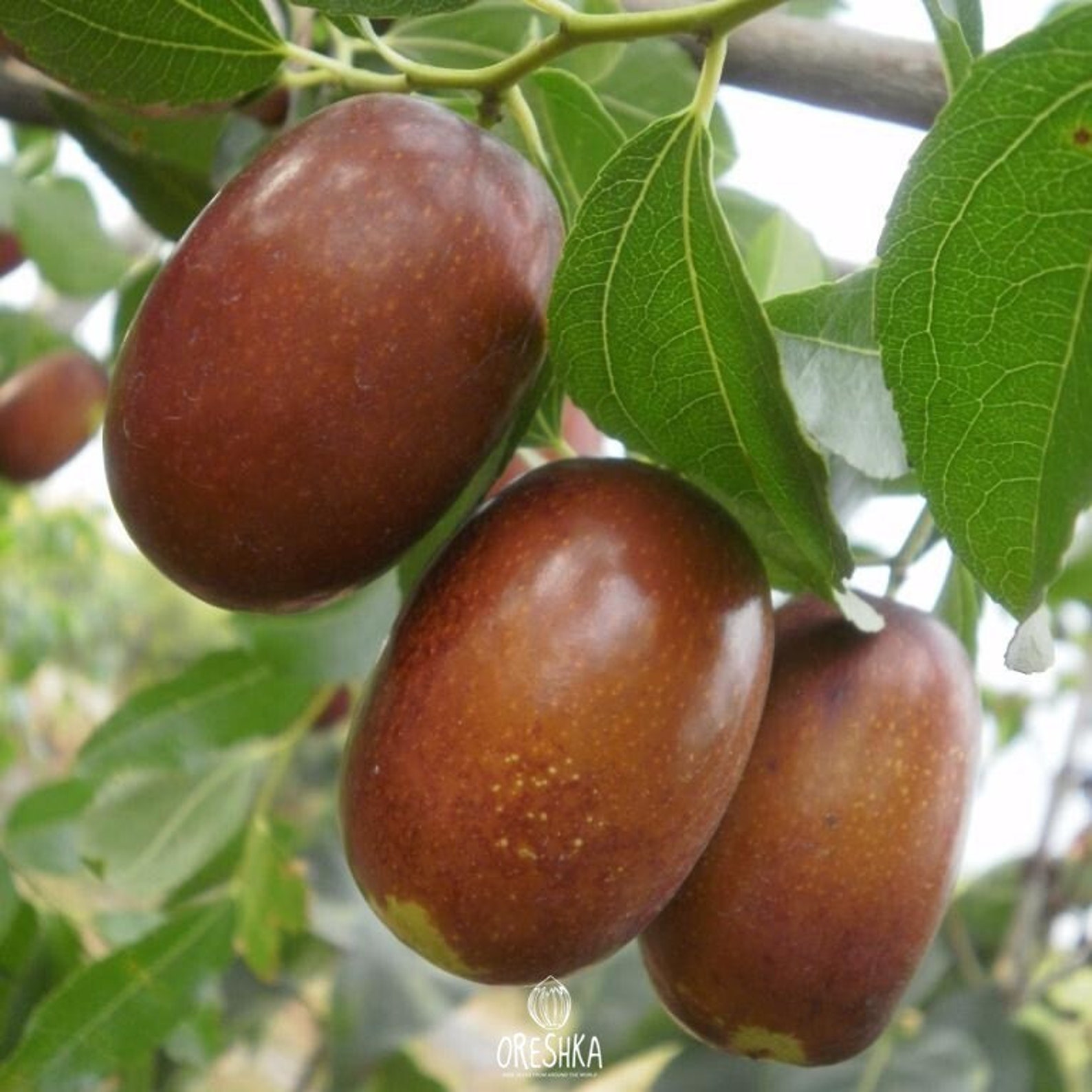 Унаби китайский финик