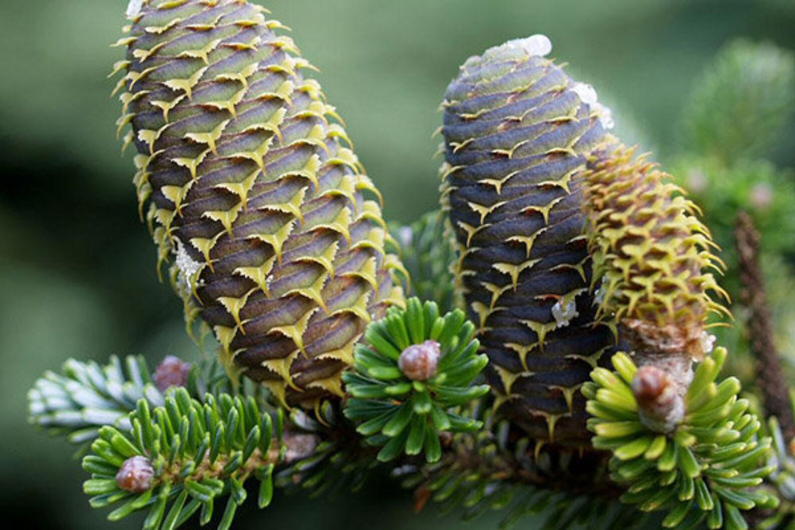 Siberian Fir Tree Seeds Evergreen tree seeds Abies Etsy