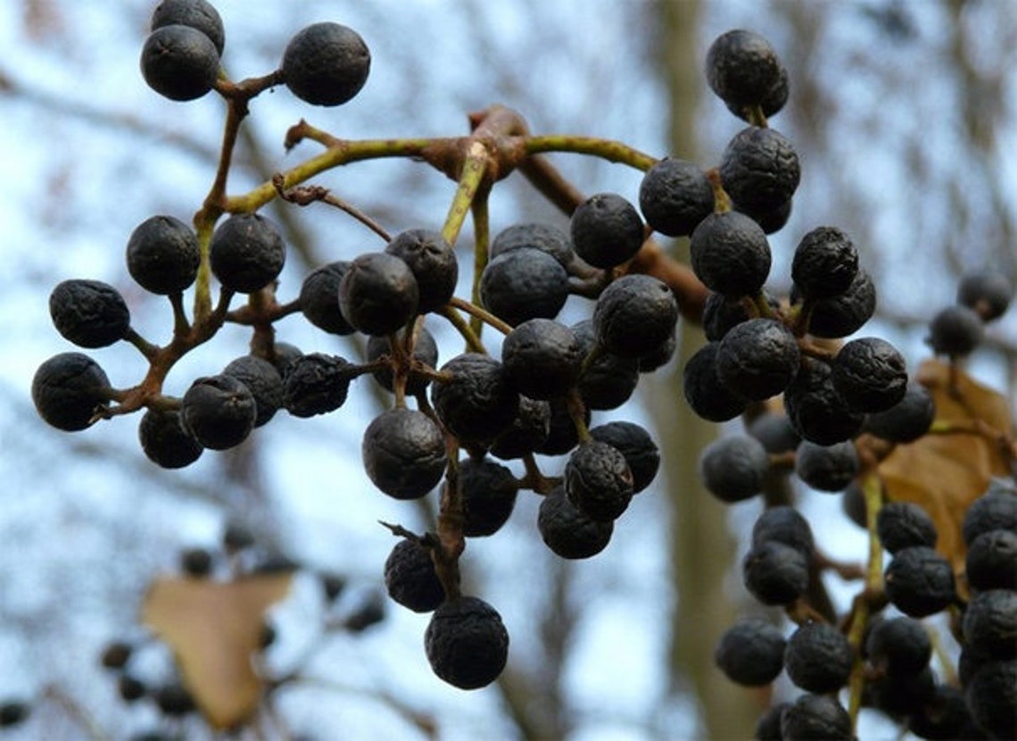 Amur Cork Tree 10 berrys seeds PHELLODENDRON AMURENSE Etsy