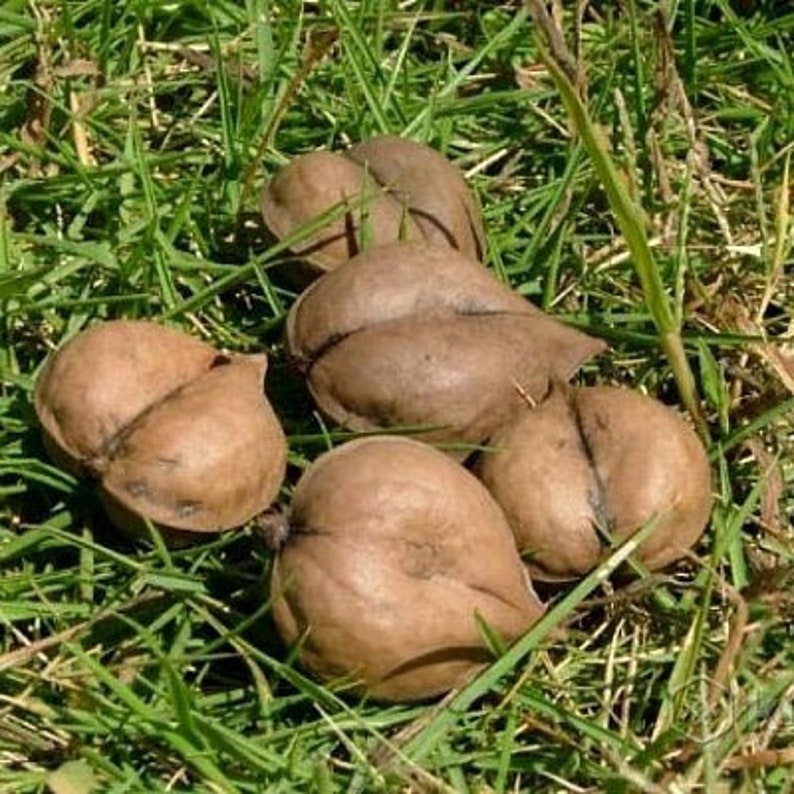 Орех Сердцевидный Купить Саженцы В Москве