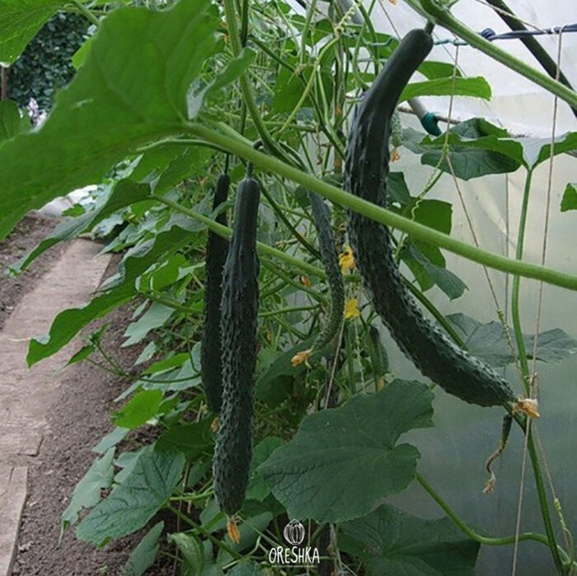 Cucumber Chinese Snakes 20 PCS fresh seeds Cucumis sativus Etsy