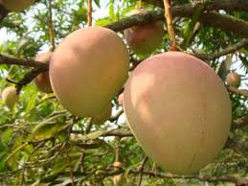 Best Goan mango Mankurad 2 fresh seeds. Mangifera 2 big seeds. Etsy