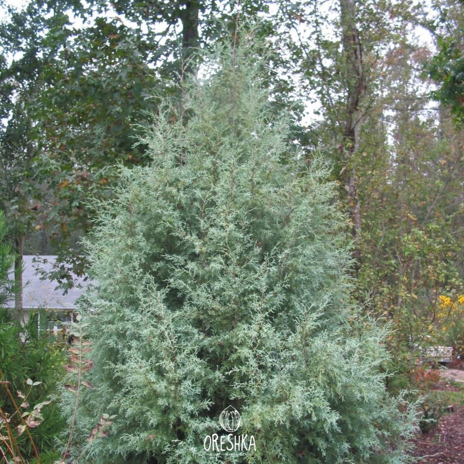 Arizona Cypress 50 PCS fresh seeds Cupressus arizonica Greene Etsy
