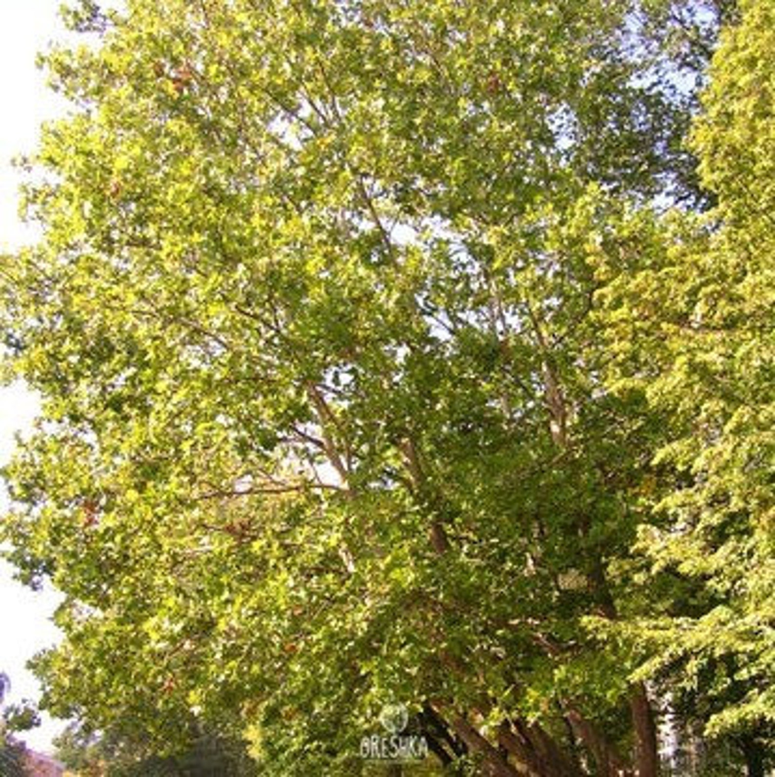 Sycamore tree 40 PCS fresh seeds Platanus | Etsy