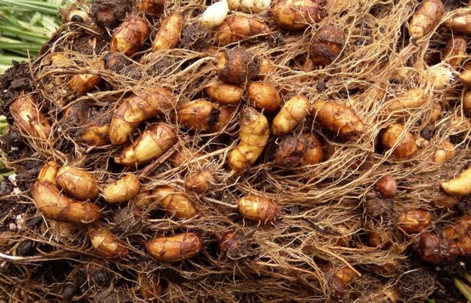 Tigernut 10 seeds. Cyperus esculentus nuts for grow Etsy