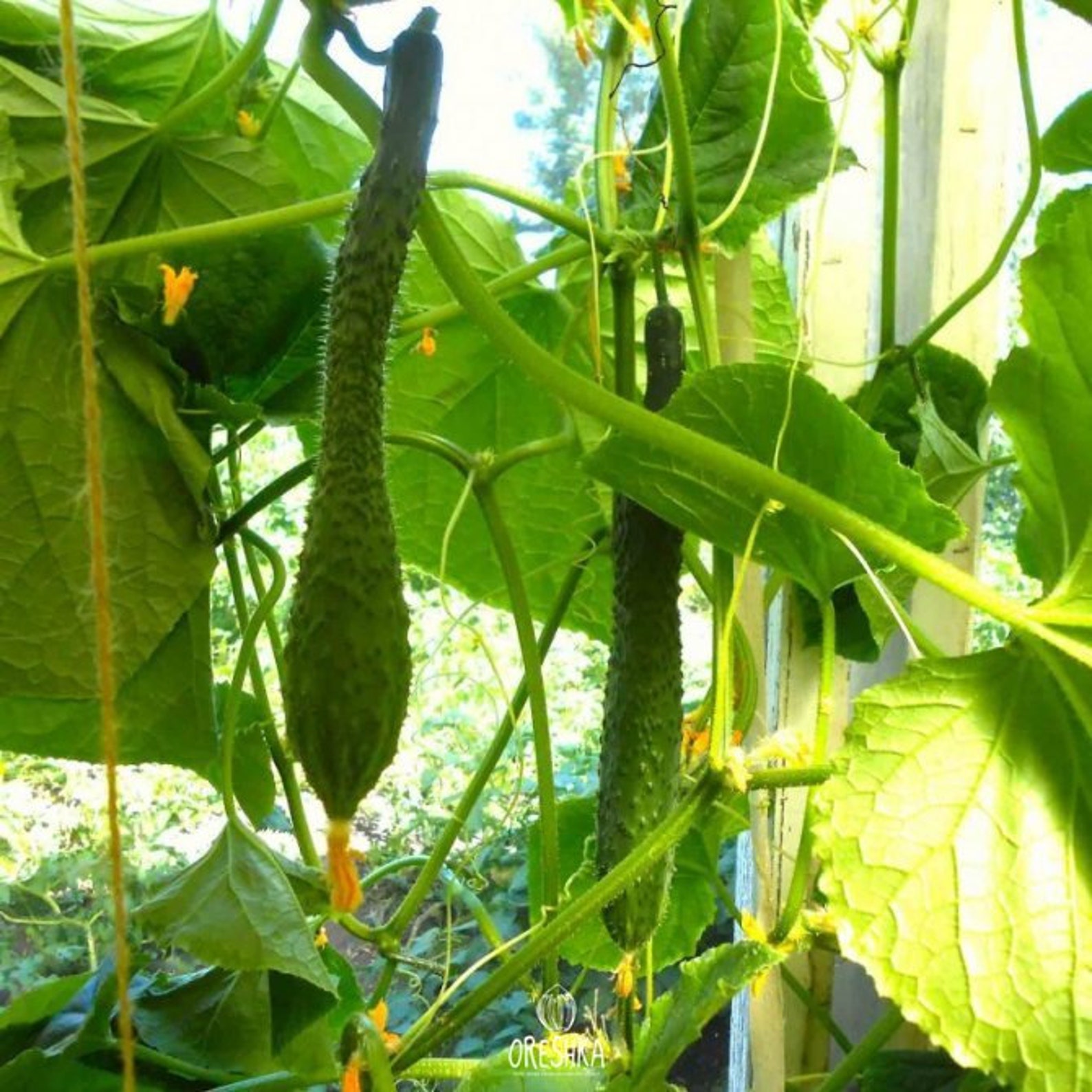 Cucumber Chinese Snakes 20 PCS fresh seeds Cucumis sativus Etsy
