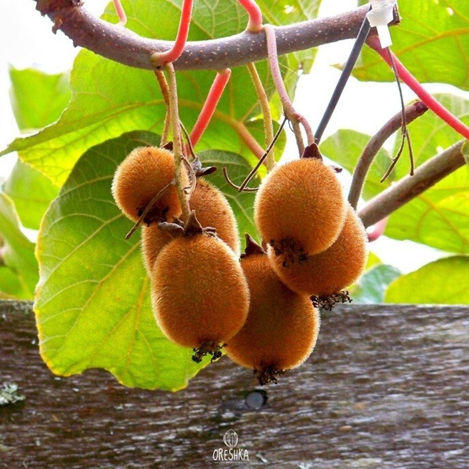 актинидия коломикта. актинидия каприфоль. актинидия где. актинидия коломикта. актинидия где.