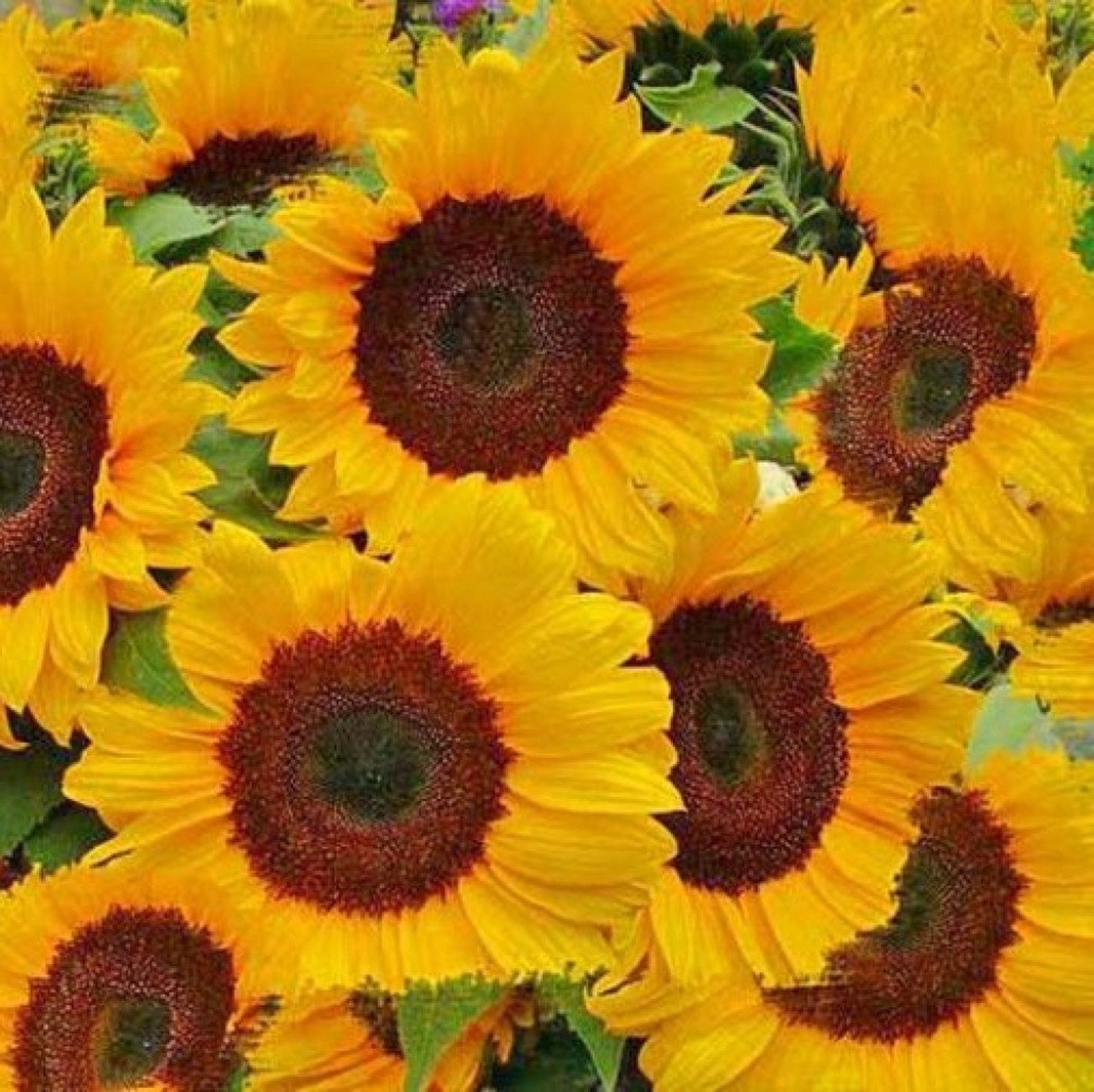 Sunflower decorative Music Box 20 PCS fresh seeds Etsy