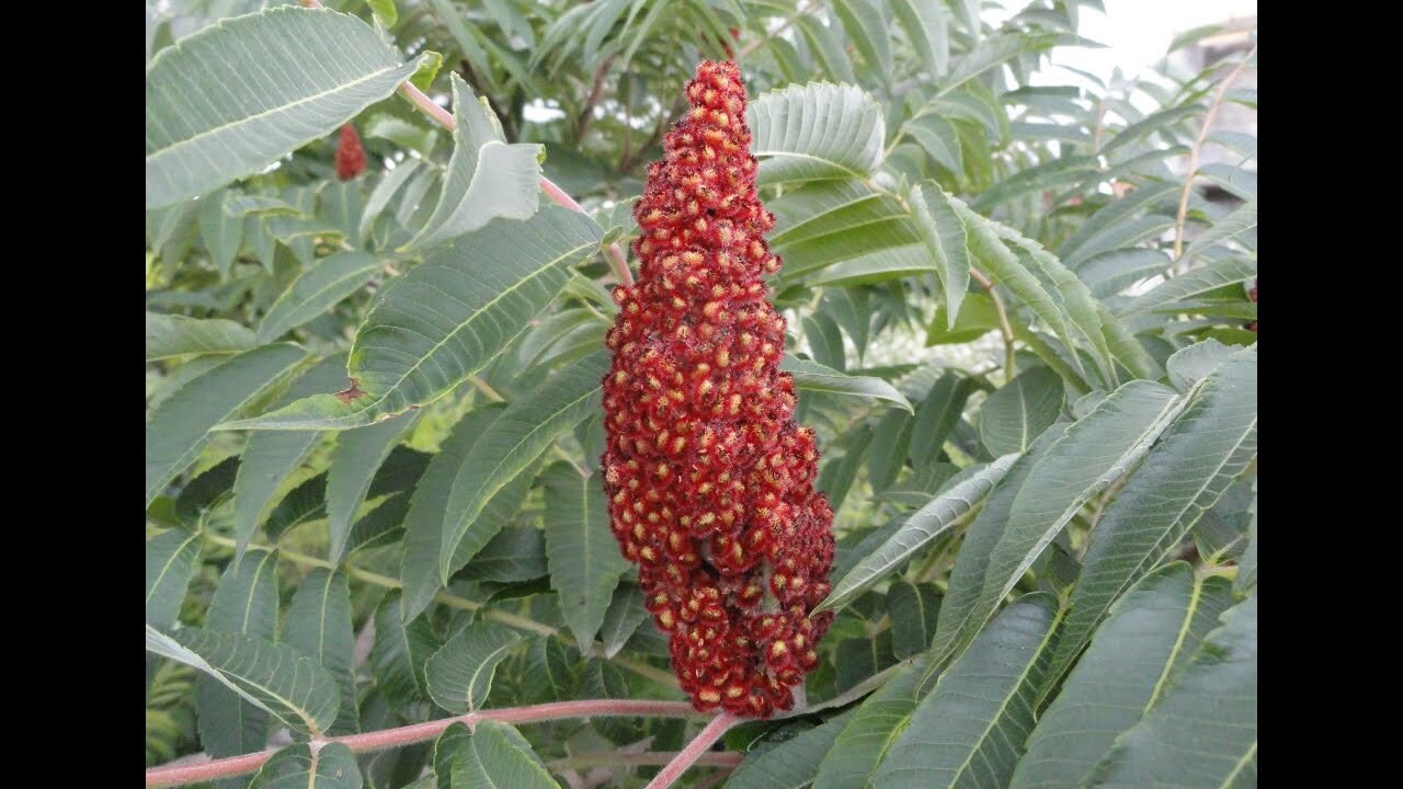 Staghorn Sumac Tree Seeds Rhus typhina 20 Seeds Etsy