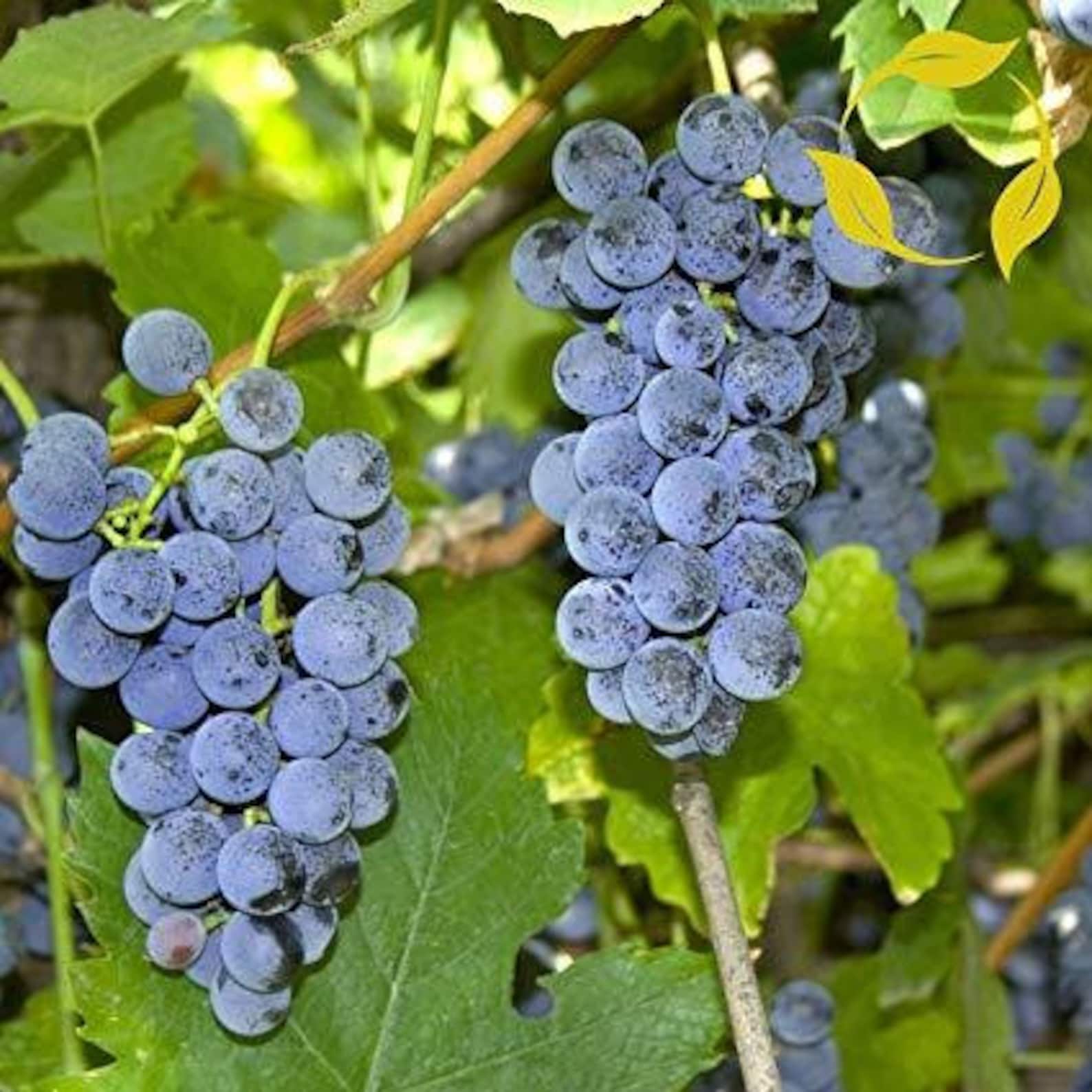 Виноград ароматный