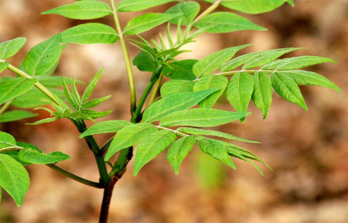 Amur Cork Tree 10 berrys seeds PHELLODENDRON AMURENSE Etsy