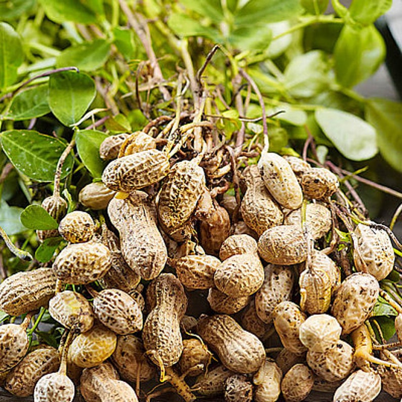 Selective peanuts for growing. 10 FRESH SEEDS of peanuts Etsy