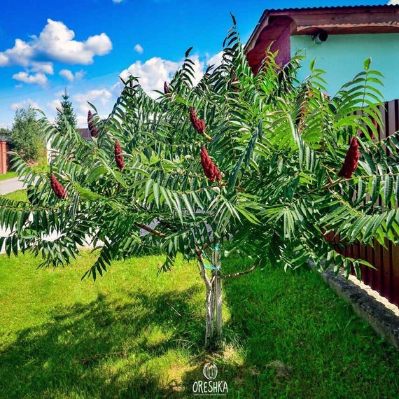 Staghorn Sumac Rhus typhina - 100 / 300 / 1000 Seeds Gift Staghorn Sumac Rhus typhina - 100 / 300 / 1000 Seeds Gift