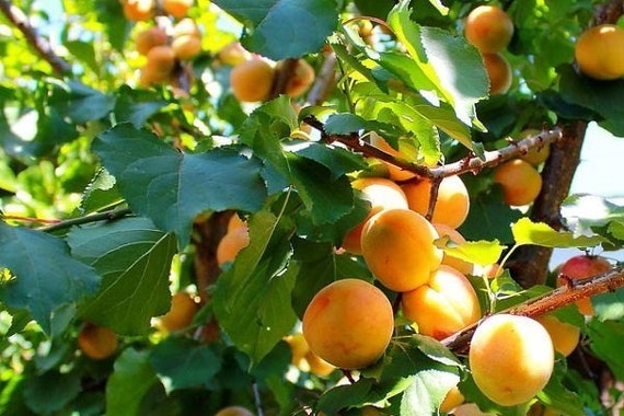 The most frost-resistant apricot in the world Manchurian apricot 5 seeds.