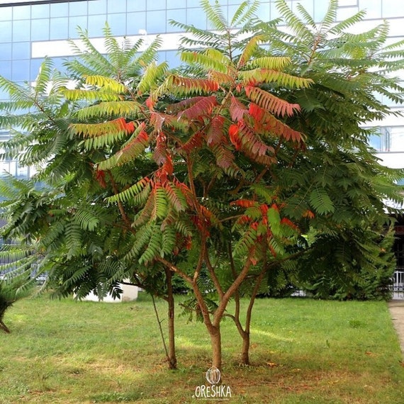 Staghorn Sumac Rhus typhina - 100 / 300 / 1000 Seeds Gift 