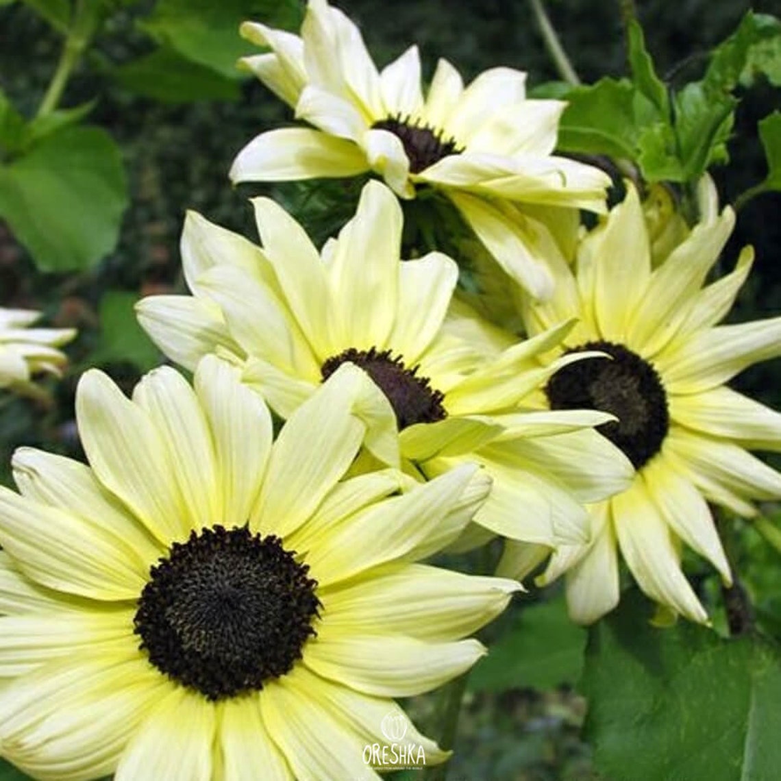 Sunflower decorative Ice cream 20 PCS fresh seeds Helianthus Etsy