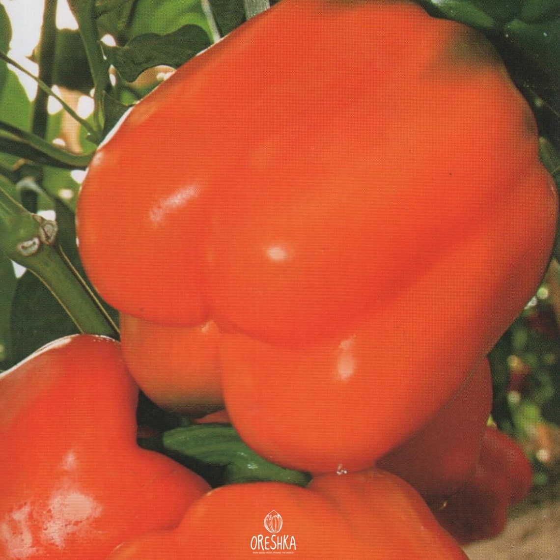 Sweet Orange King Pepper 20 PCS fresh seeds Etsy