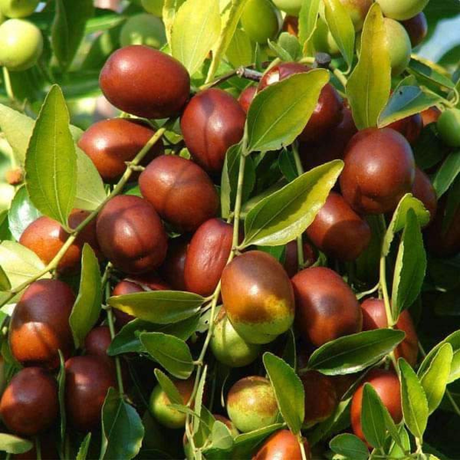 jujube seeds for sale