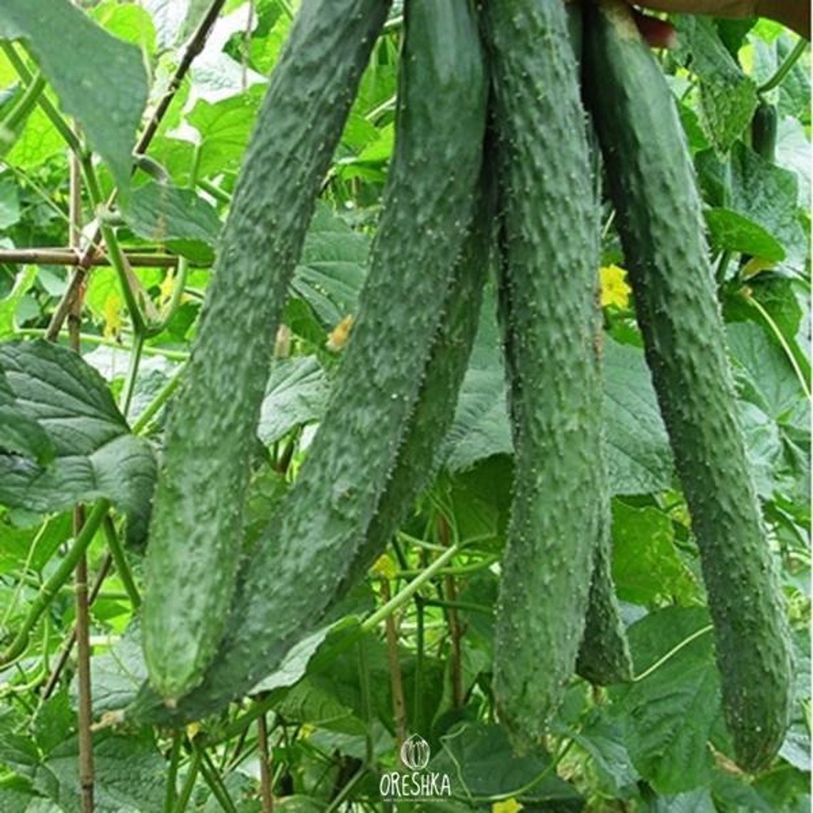 Cucumber Chinese Snakes 20 PCS fresh seeds Cucumis sativus Etsy