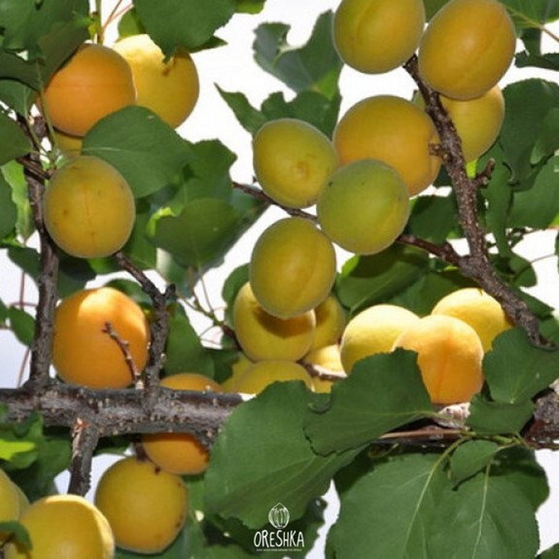 Ural apricot fresh 10 seeds. Frostresistant apricot Etsy