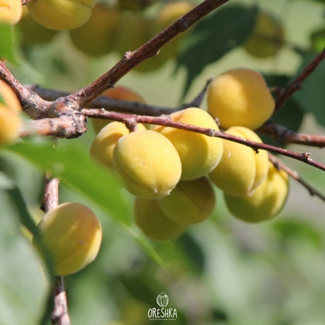Ural apricot fresh 10 seeds. Frostresistant apricot Etsy