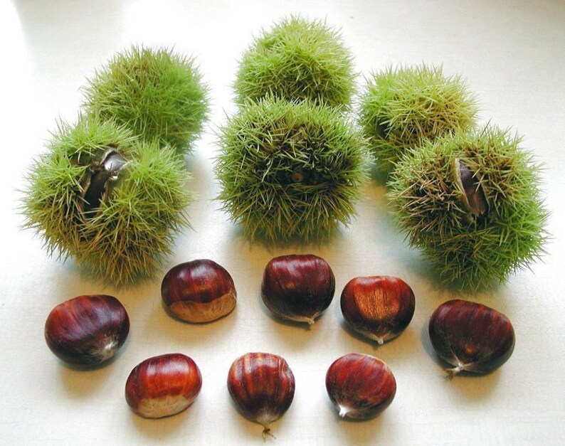 5 Buckeye Nuts / Chestnut 5 fresh seeds. Castanea seeds for Etsy