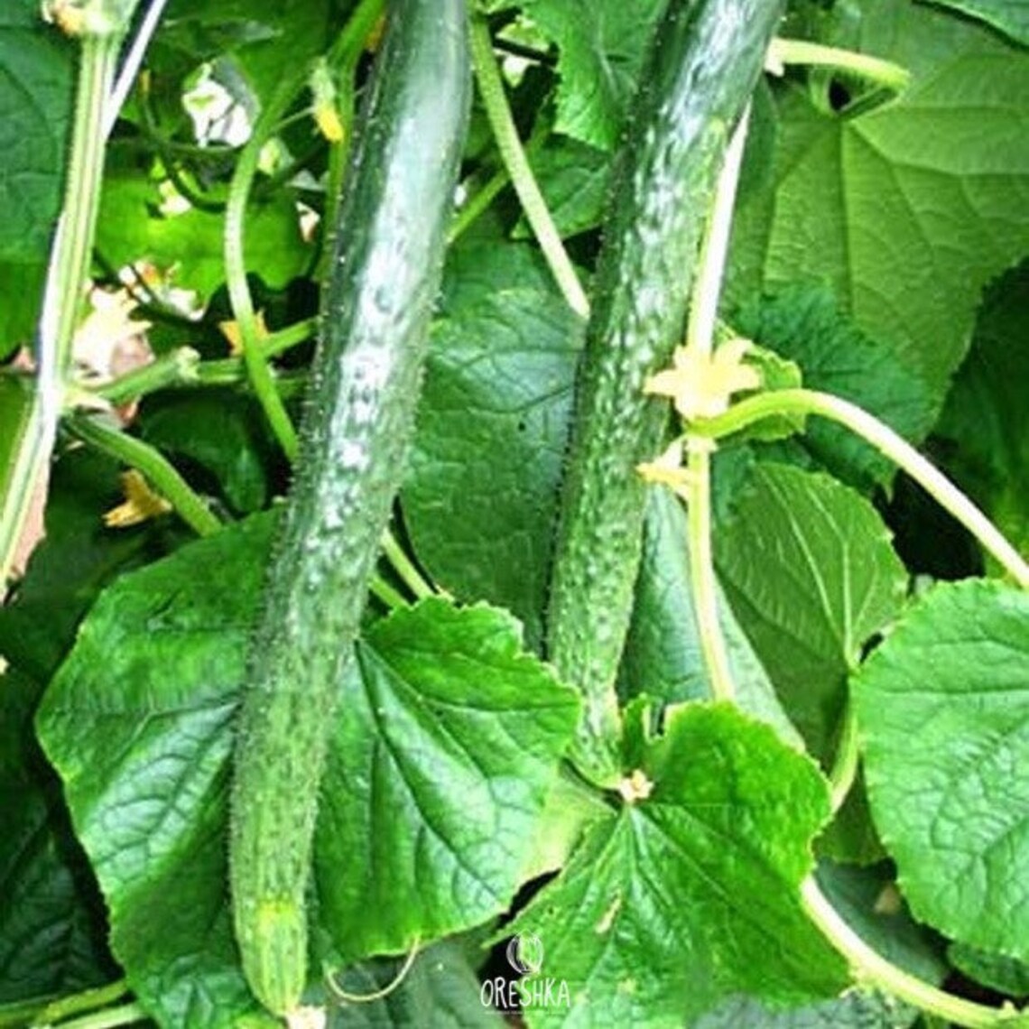Cucumber Chinese Snakes 20 PCS fresh seeds Cucumis sativus Etsy