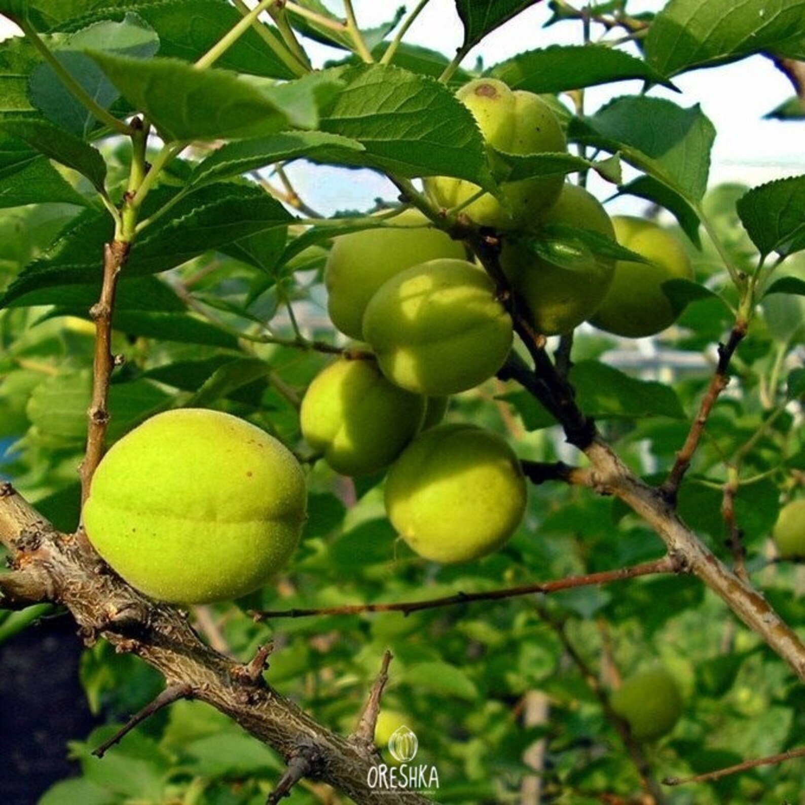 Ural apricot fresh 10 seeds. Frostresistant apricot Etsy