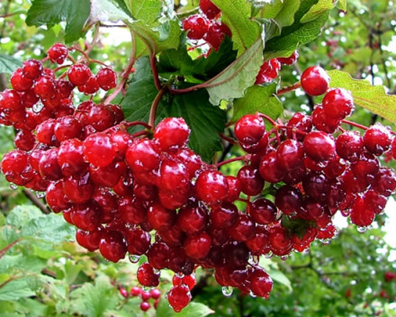 Калина Фото Цена