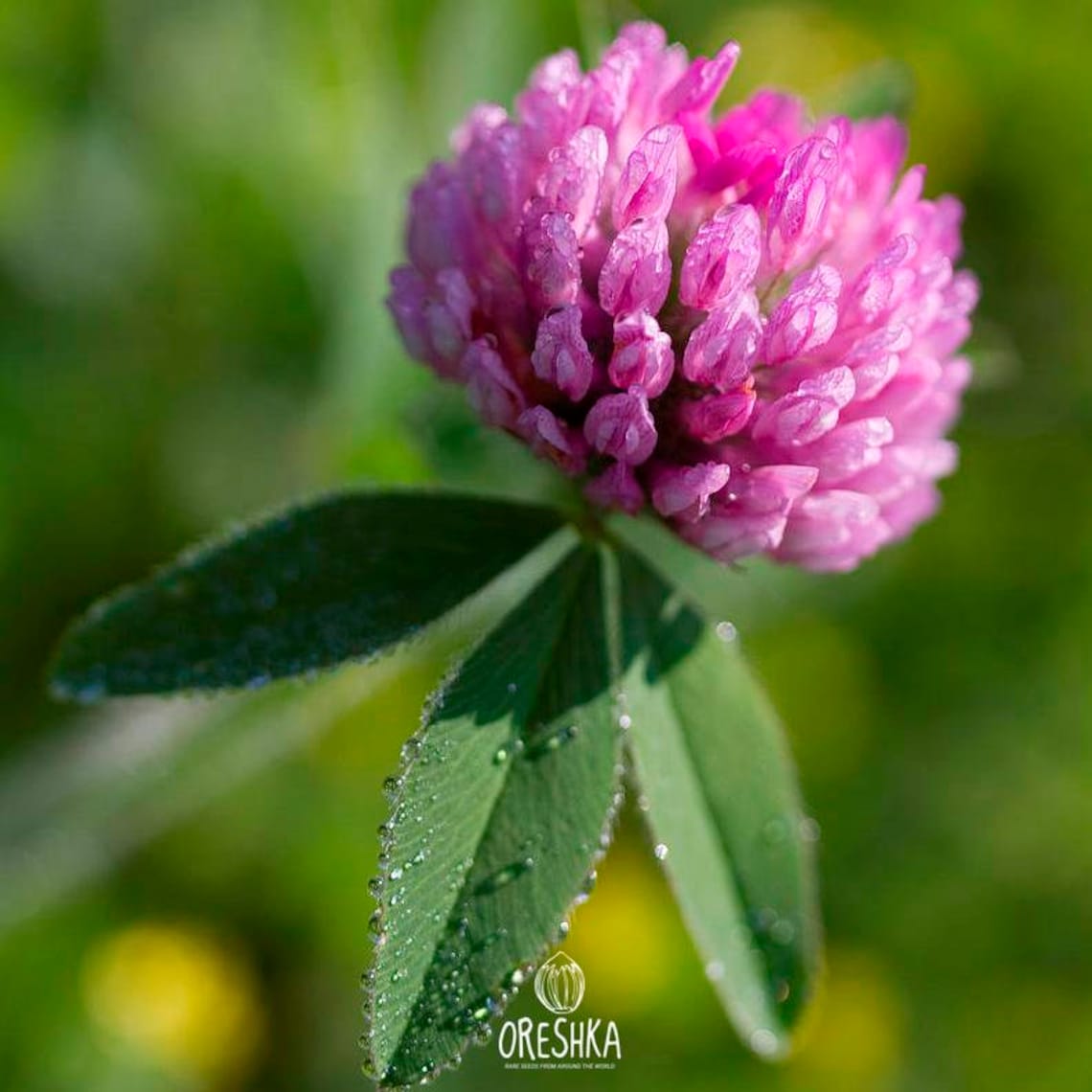 Roter Klee 1000 frische Samen Trifolium pratense / Bio Etsy