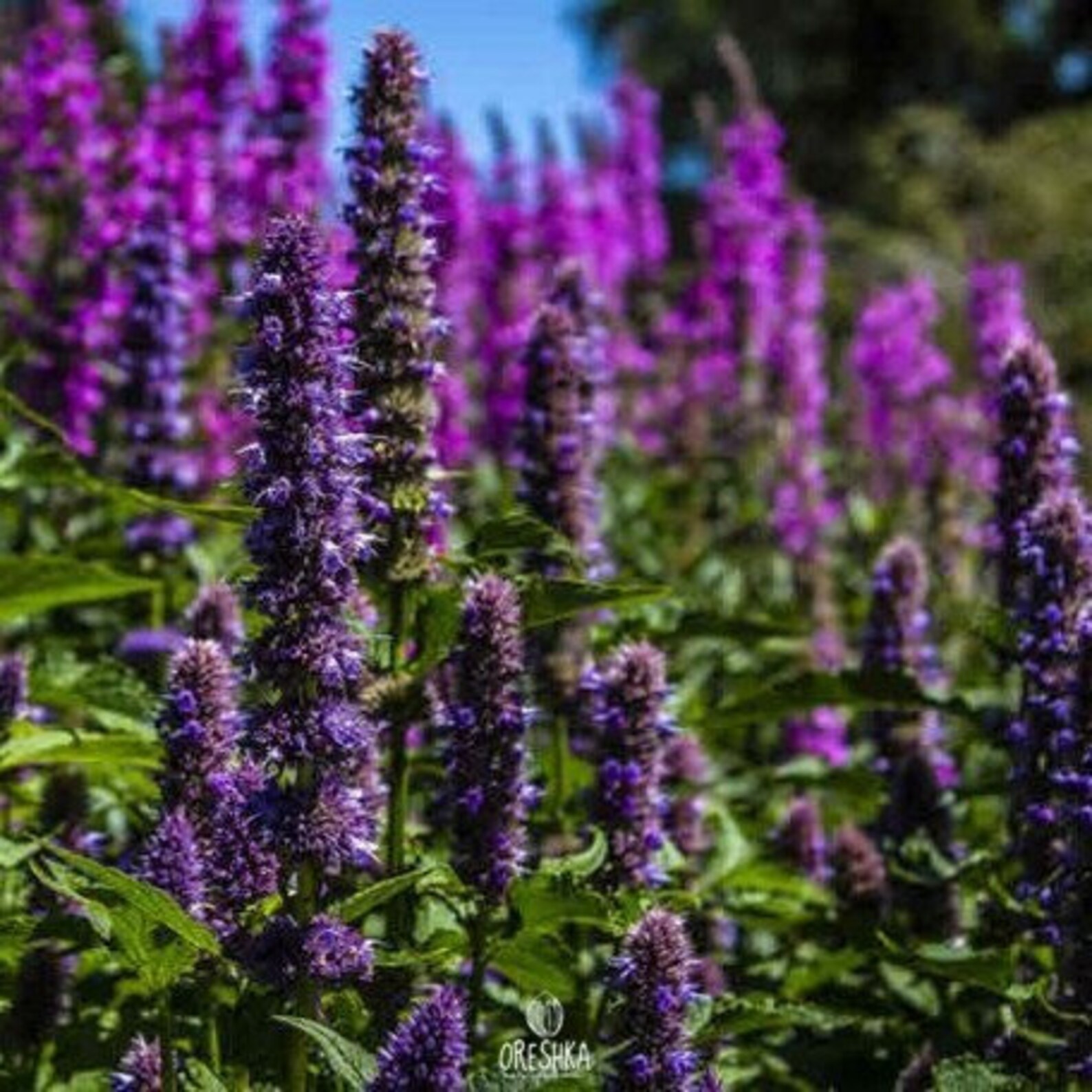 Лофант Тибетский Купить Семена В Москве