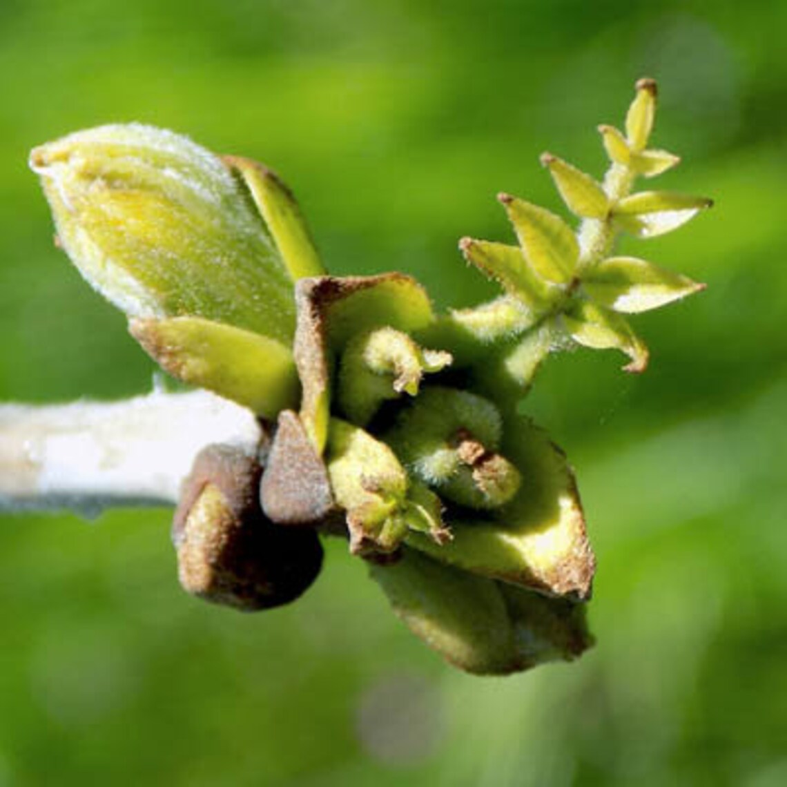 Green Ash Tree 10 fresh seeds Fraxinus pennsylvanica | Etsy