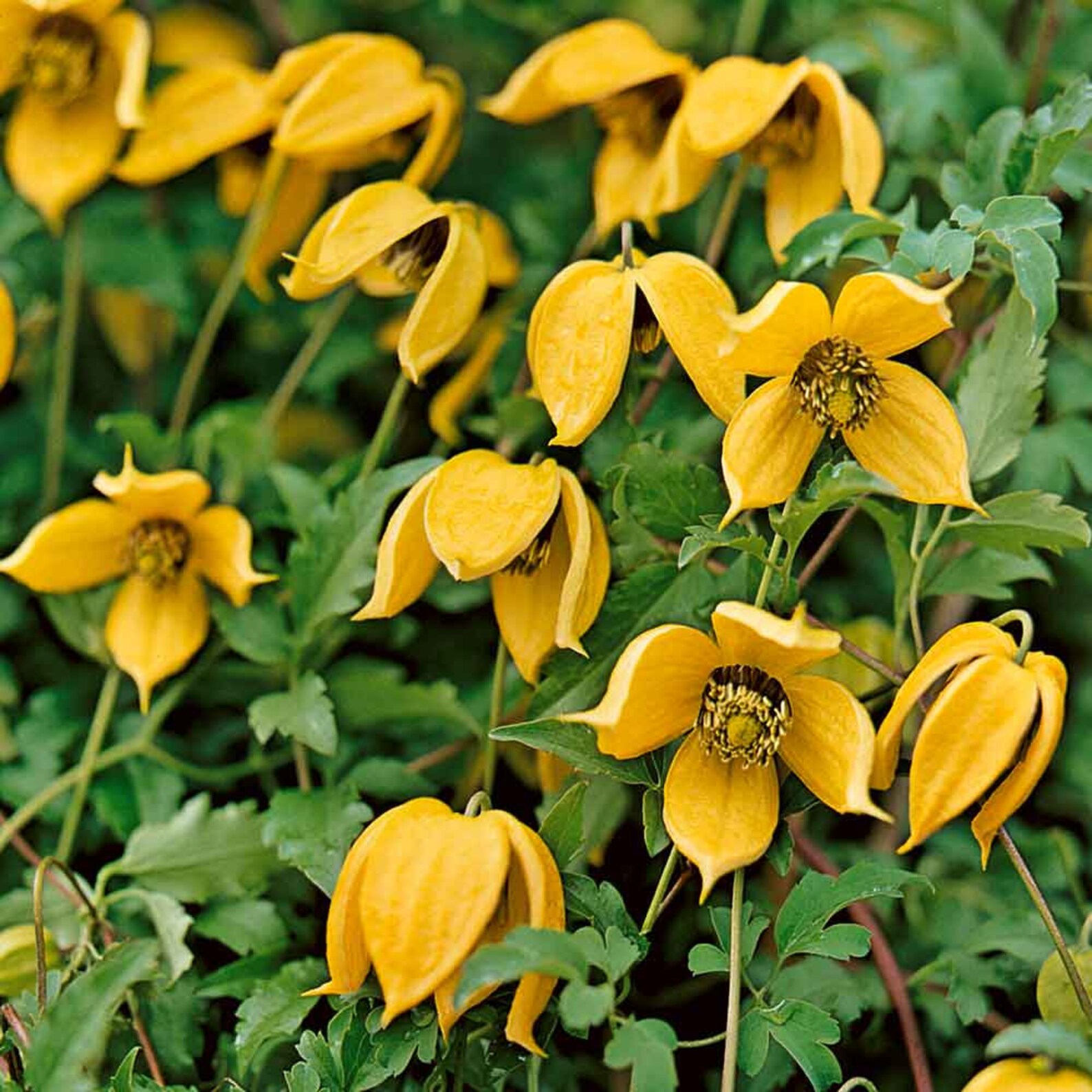 Clematis tangutica 20 fresh seeds. Golden Clematis. Vines Etsy