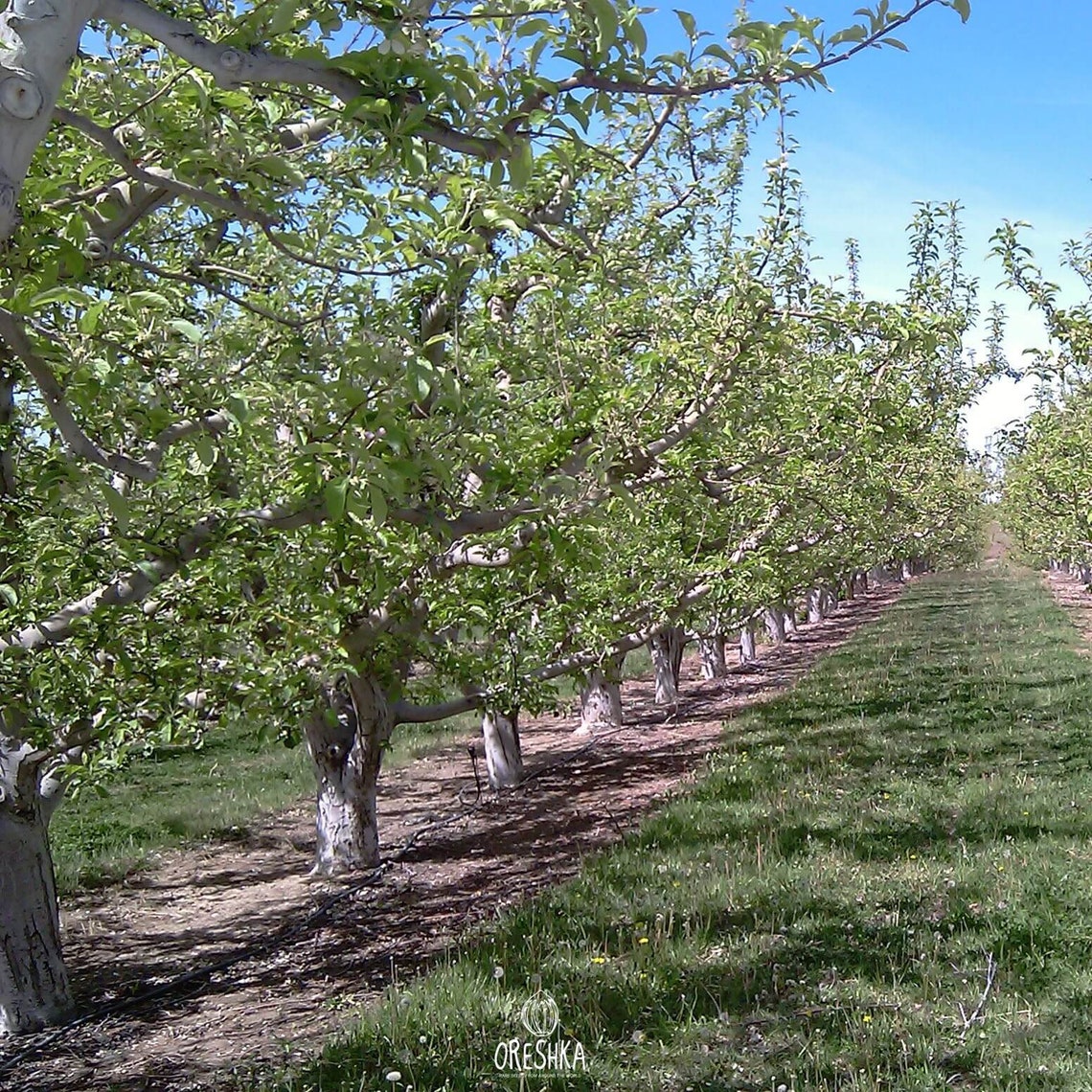 Granny Smith Apple Tree 15 PCS fresh seeds Etsy