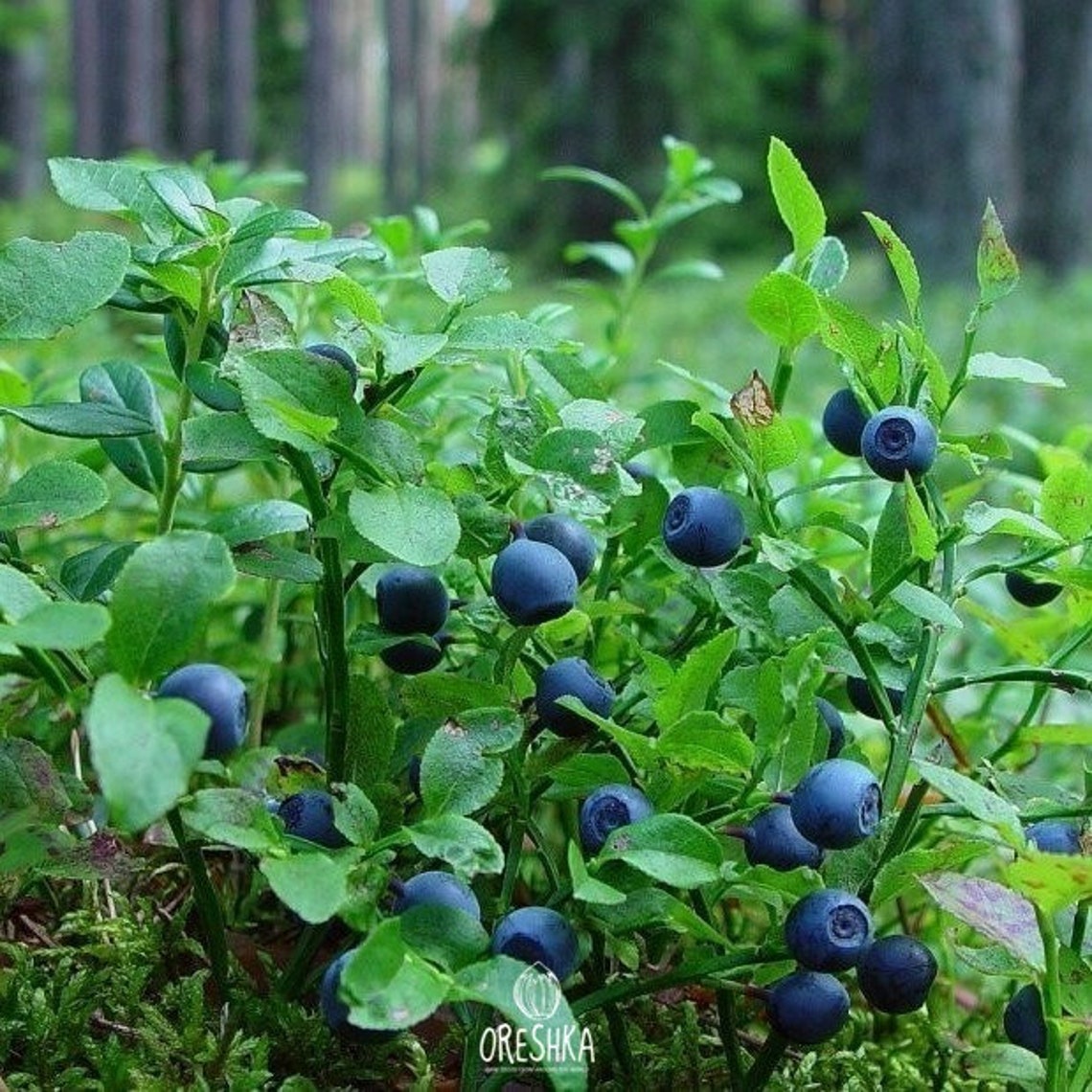 Bilberry Seeds Vaccinium myrtillus 30 PCs fresh Seeds Etsy