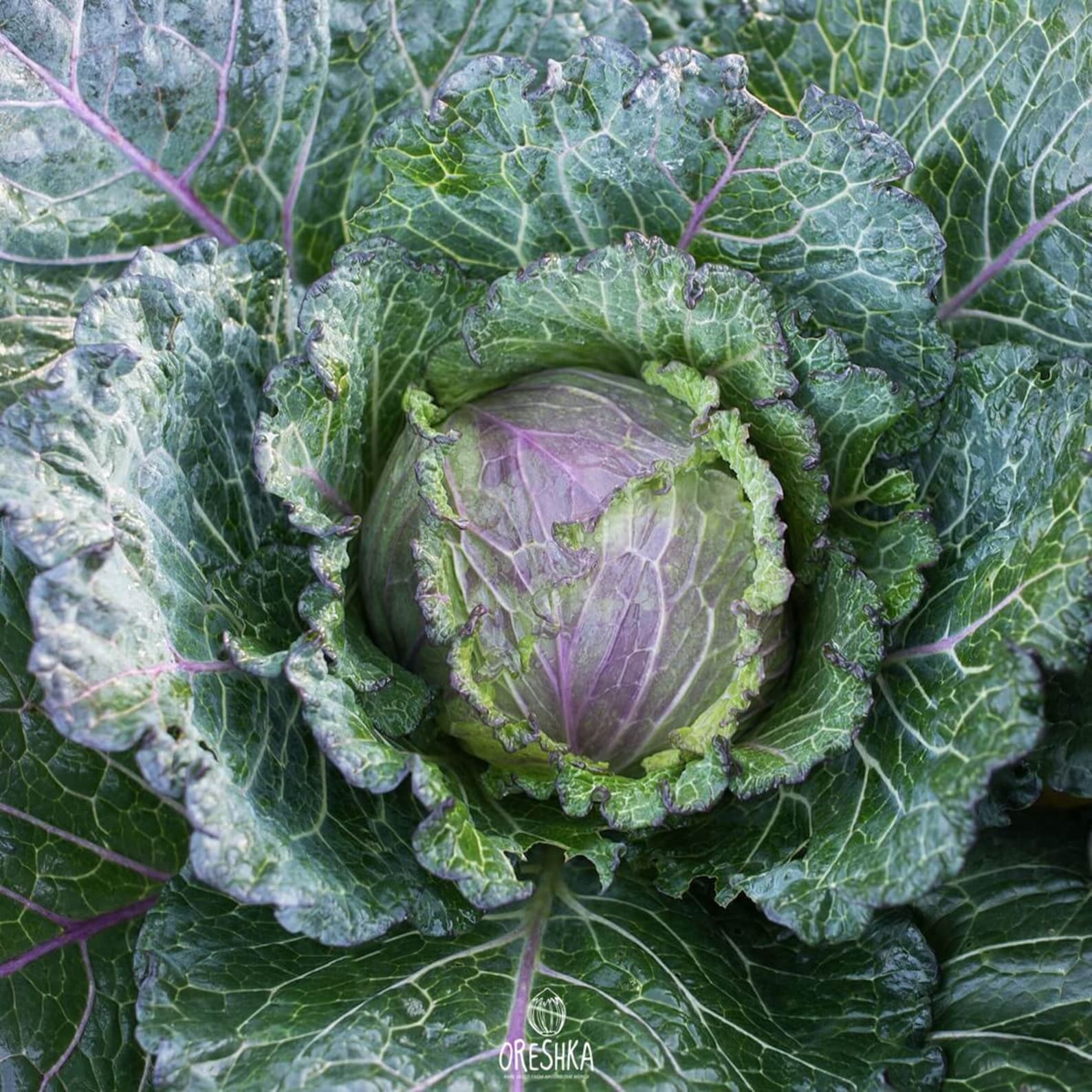 Savoy Cabbage