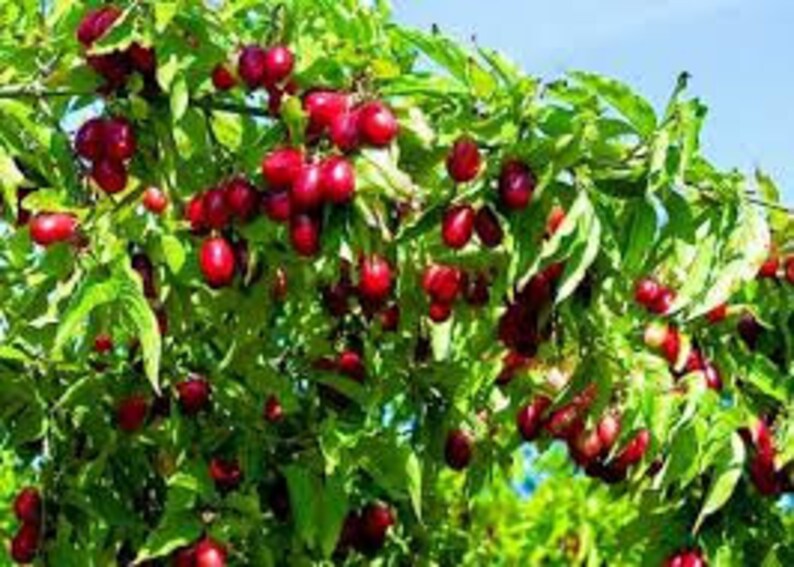 Сornelian cherry dogwood 10 fresh seeds. Cornus mas seeds Etsy