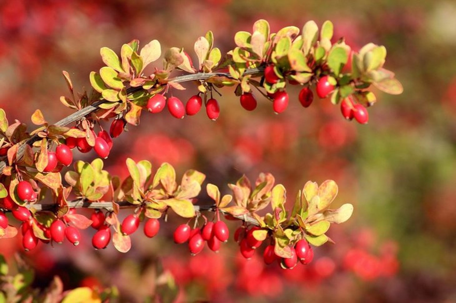 Berberis 15 fresh seeds. Barberry Seeds Barberry Mahonia Bush Etsy