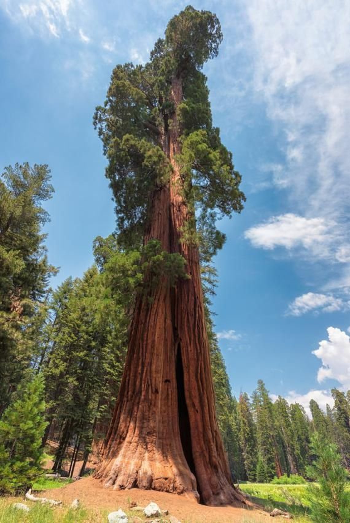 Coast Redwood Sequoia sempervirens 20 fresh seeds Etsy Coast Redwood Sequoia sempervirens 20 fresh seeds Etsy