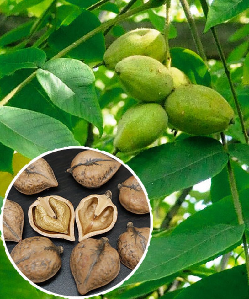 Орех Сердцевидный Купить Саженцы В Москве