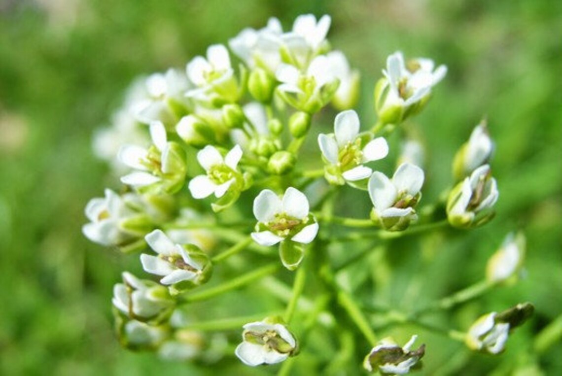Field Pennycress Thlaspi arvense 100 Wildcrafted Herb Seeds Etsy