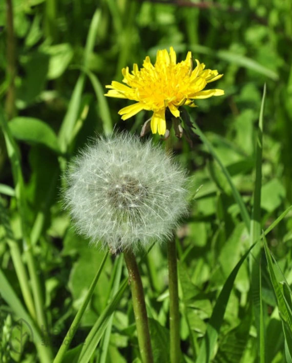 Taraxacum officinale 100 seeds. Dandelion officinale 2020 | Etsy