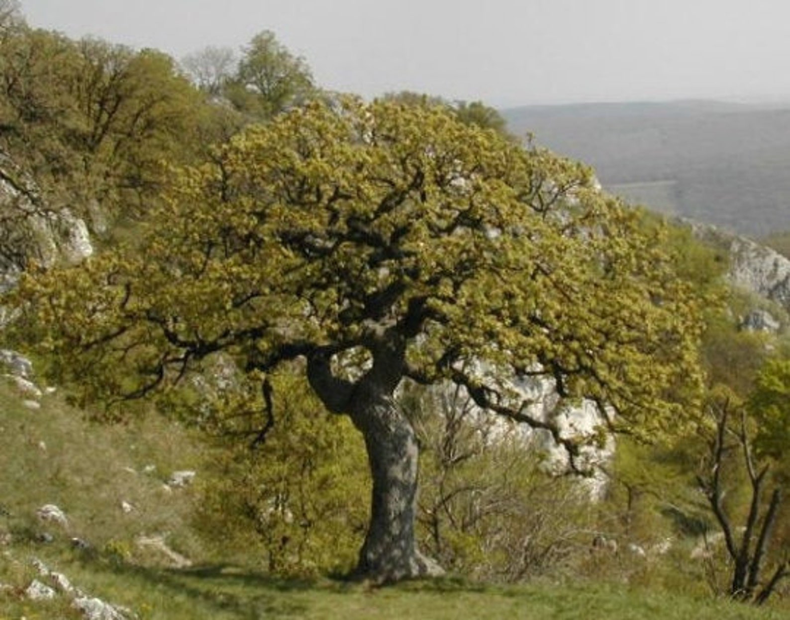 Венец деревьев. Дуб пушистый  (Quercus pubescens Willd. Дуб скальный Крым. Дуб пушистый Крым. Дуб Крымский черешчатый.