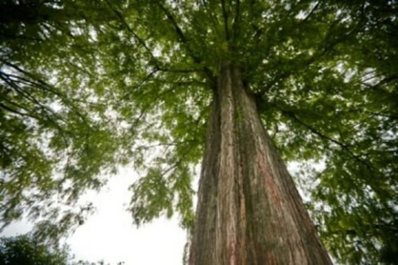 metasequoia glyptostroboides for sale metasequoia glyptostroboides for sale
