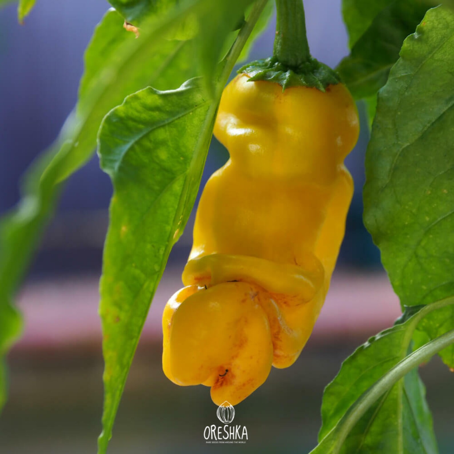 Hot Pepper Peter Pepper Yellow 5 PCS Fresh Seeds Etsy