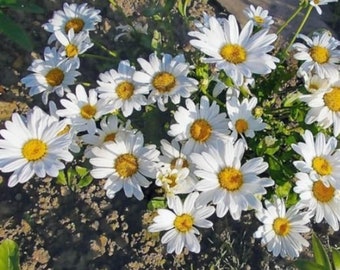 Matricaria chammilla Common Chamomile Seeds +/- 3000 seeds - 0.2g Matricaria chammilla Common Chamomile Seeds +/- 3000 seeds - 0.2g