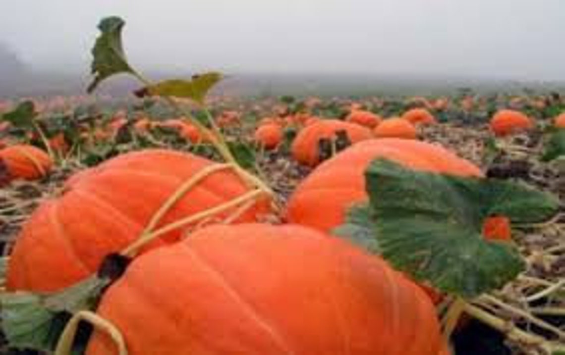Hundred Pound Pumpkin 5 fresh seeds. Giant pumpkin seeds Etsy