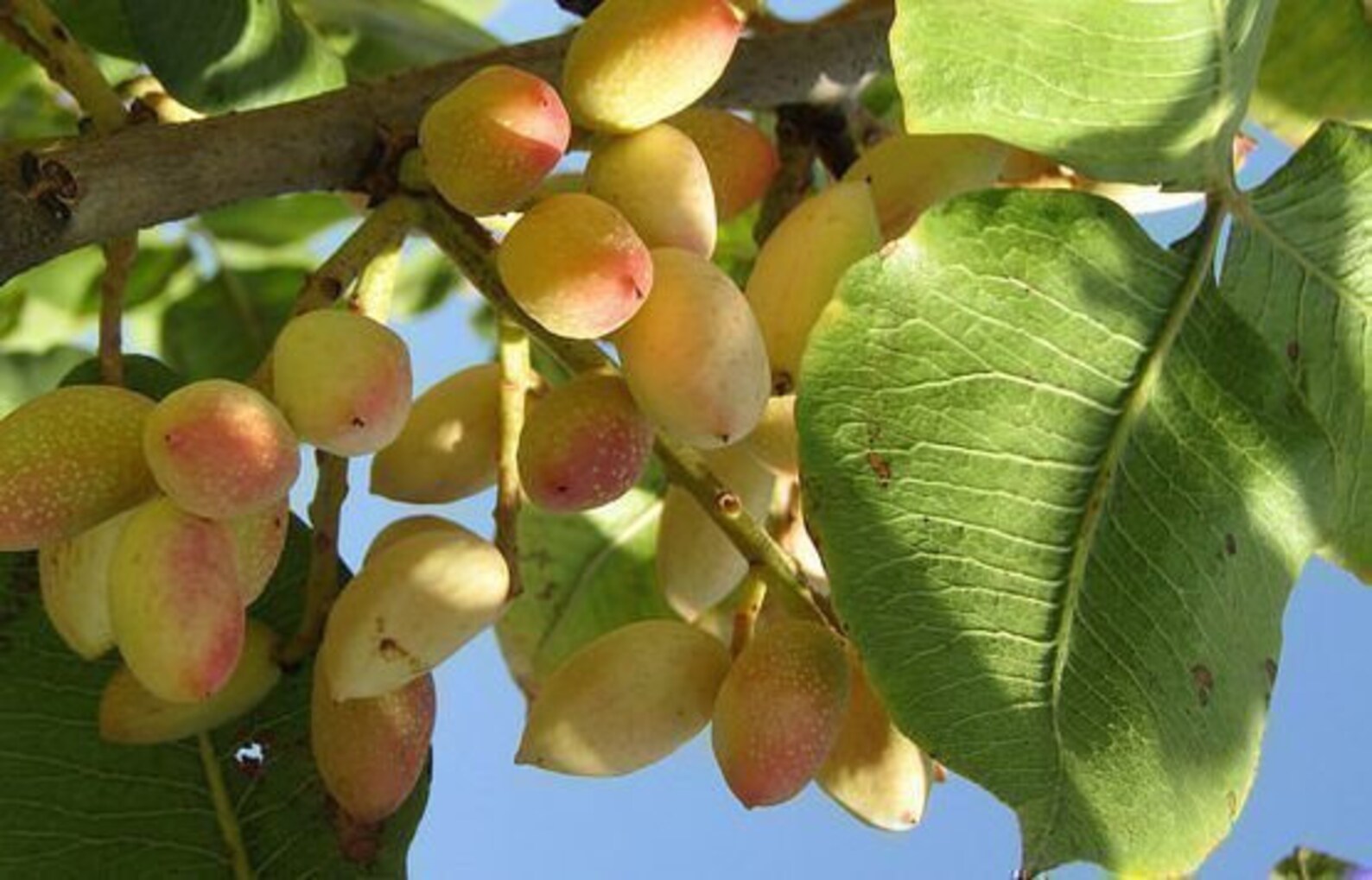 Pistachios 100gr fresh seeds Pistacia. Pista seeds from Etsy